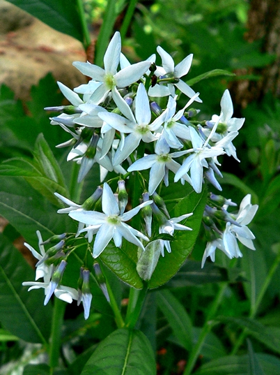 {Amsonia ludoviciana}